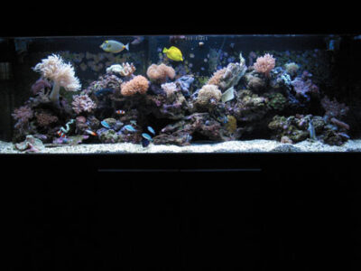 New Age of Aquariums: Eco-Friendly Tropical Fish Aquariums Image